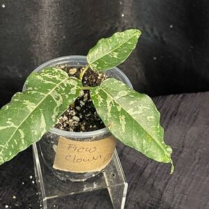 Ficus Clown Plant